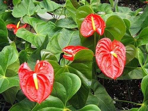 Scarlet Anthurium gėlių šydai