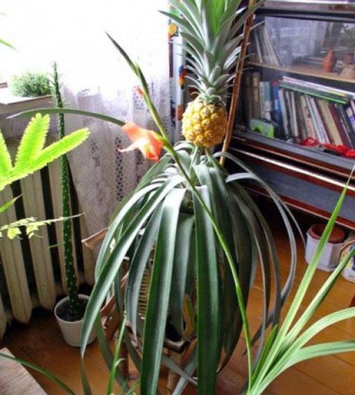 Ananasas namuose