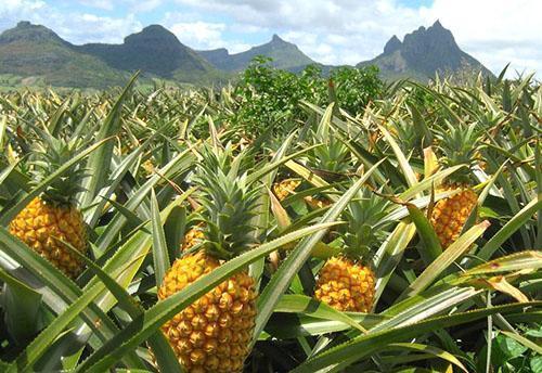 Ananasų plantacija
