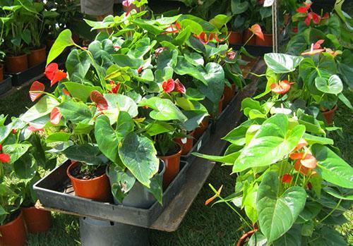 Anthurium does not tolerate direct sunlight
