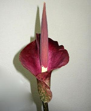 Floarea parfumului Alocasia