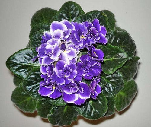 Nở hoa violet khỏe mạnh