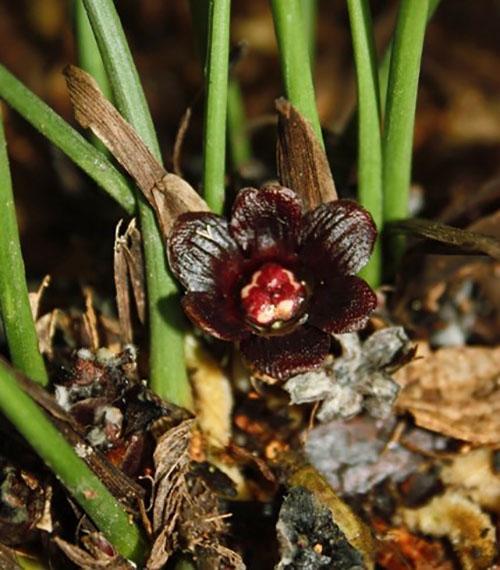 Az Aspidistra virágok sötétlila, barna, ibolya vagy más színűek
