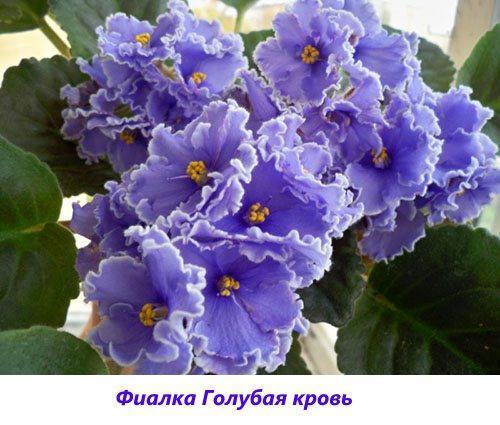 Viola Blu Sangue