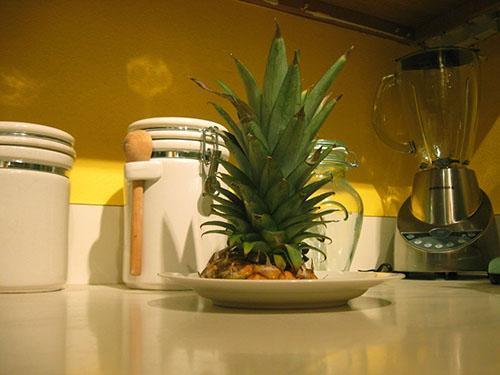 Nova se biljka može uzgajati iz pramenova ananasa