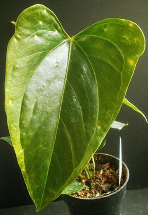 Anthurium leaves are sensitive to room temperature, lighting mode and air humidity