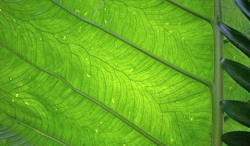Обилното поливане на алоказия води до появата на капки върху листата