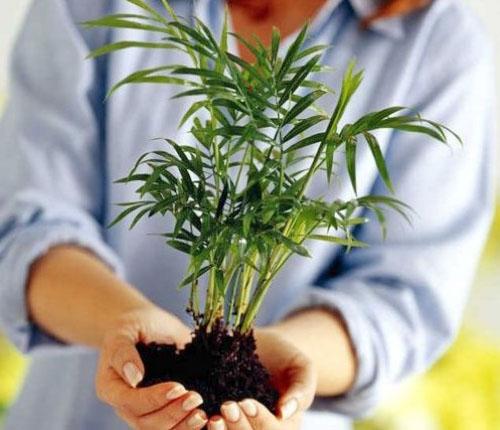 Prieš persodinant augalai tikrinami dėl ligų ir kenkėjų.
