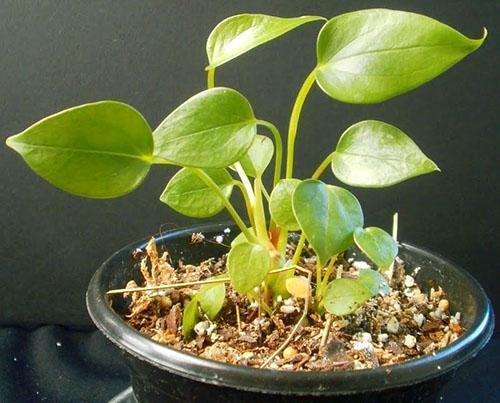 Med dårlig utvikling trenger planten en transplantasjon