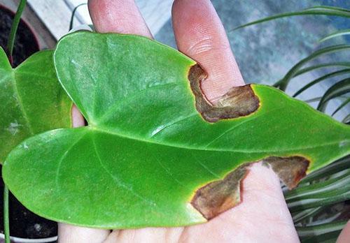Dry spots on the leaves of anthurium