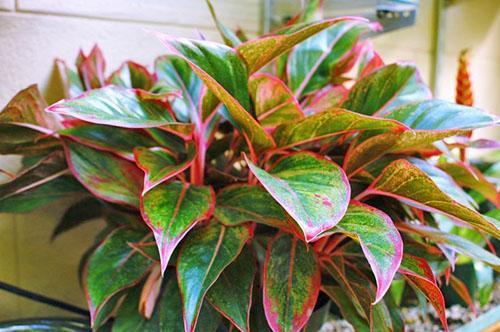 A shade-tolerant plant will help create coziness in your home