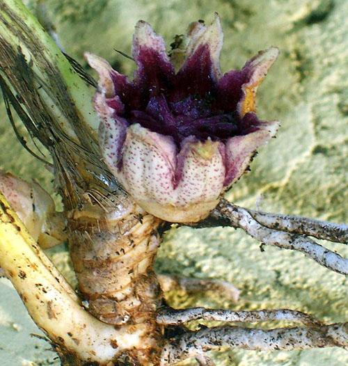 Az aspidistra egyedülálló virágzása