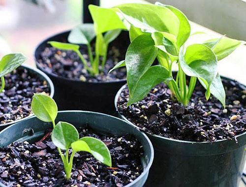 La propagazione vegetativa produce una nuova pianta con le caratteristiche del genitore