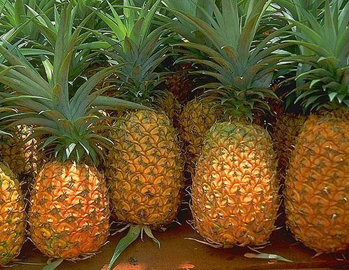 Valg af en frisk ananas