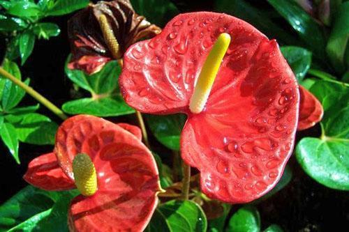 Spektakulære blomsterstande af anthurium Andre