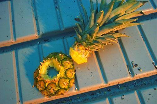 Augļu zaļā augšdaļa tiek izmantota jaunu ananāsu audzēšanai
