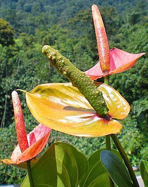 Anthurium inflorescences were pollinated and berries were set