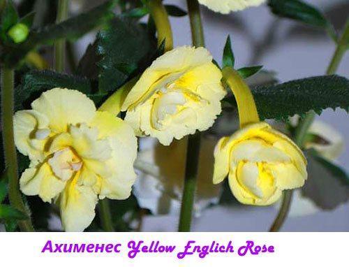 Rosa gialla inglese Ahimenes