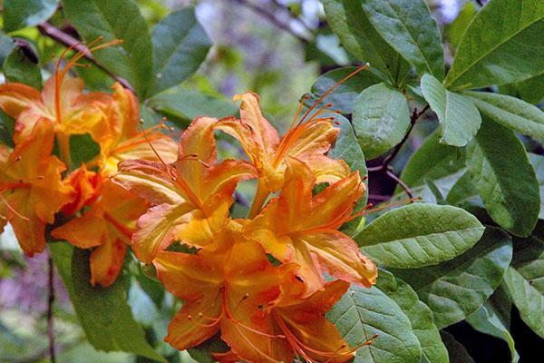 Azalée de jardin - Rhododendron