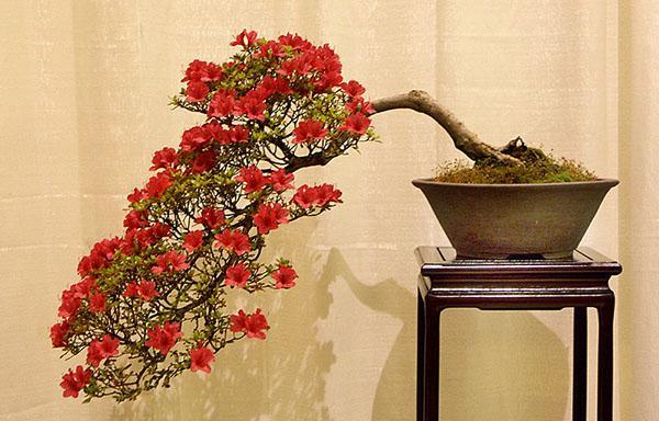 Bonsai na báze japonskej azalky