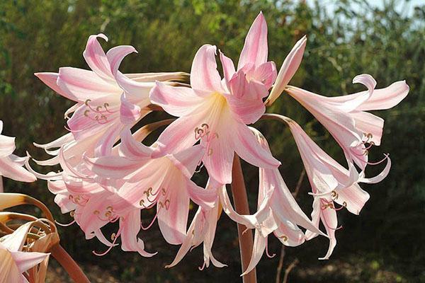 Kvitnúca amaryllis belladonna