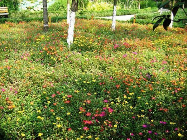 Morisk græsplæne tiltrækker opmærksomhed med en overflod af blomster