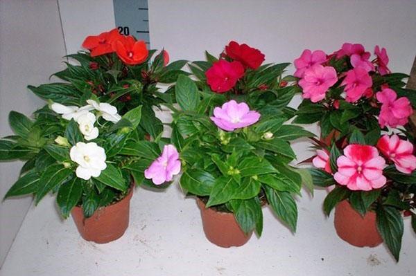 Perennial indoor plants