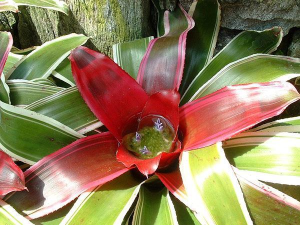 Nondescript Guzmania flower is decorated with bright stipules