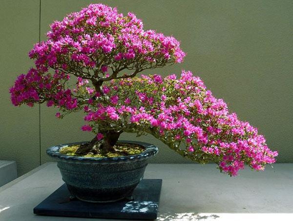 Contoh pembentukan azalea Jepun dalam bentuk bonsai