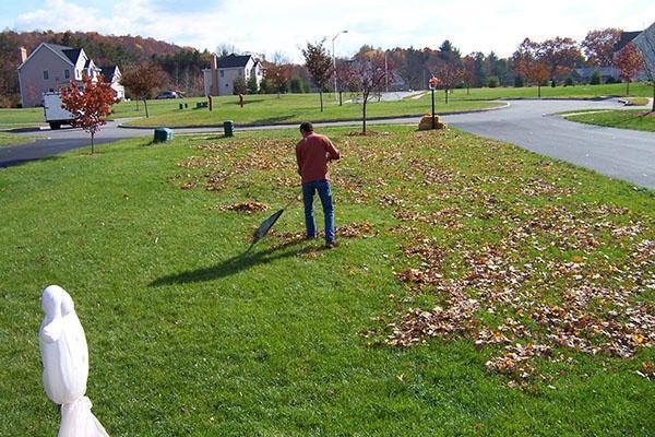 Nettoyer les feuilles mortes de la pelouse