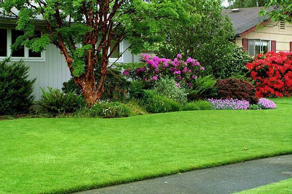 Well-groomed beautiful lawn