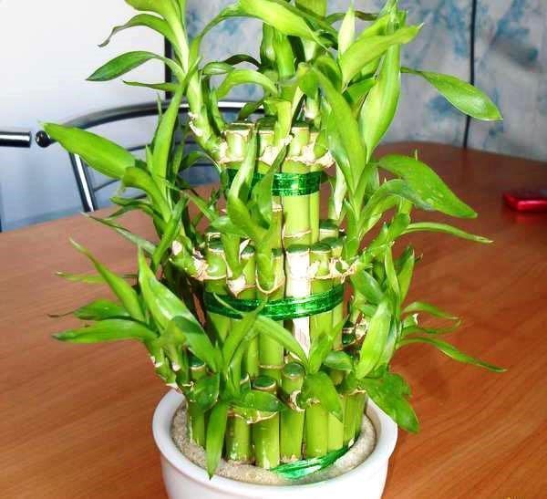 A boldogság bambusa - dracaena Sander