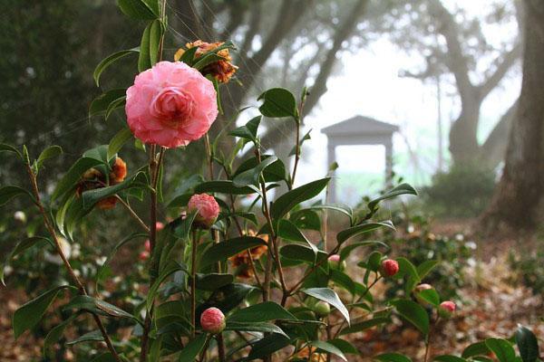 Camellia blommar i trädgården