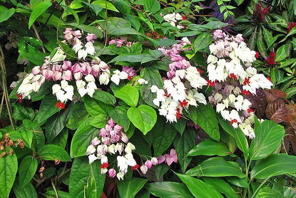 Clerodendrum blooms
