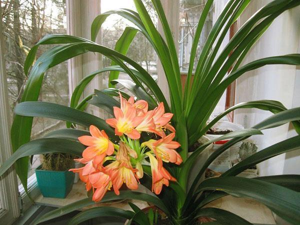 Clivia blooms on the windowsill