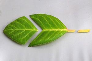 Dividing a gloxinia leaf for plant propagation