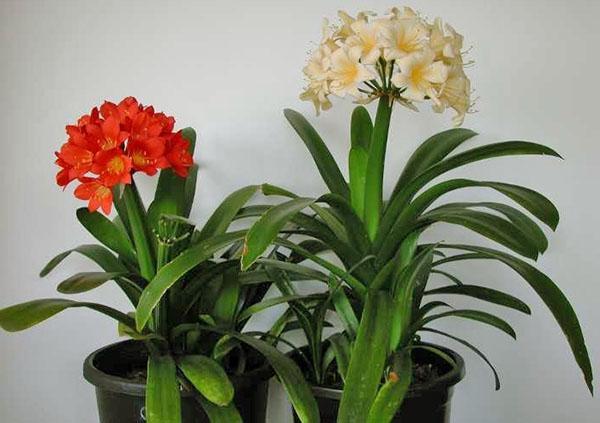 Clivia needs tropical conditions for amazing flowering