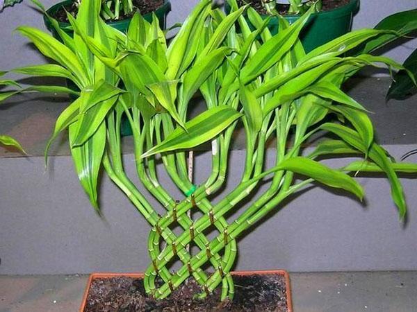 Dracaena Sander can grow not only in soil, but also in water