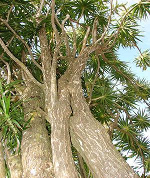 Dracaena marginata ในธรรมชาติ