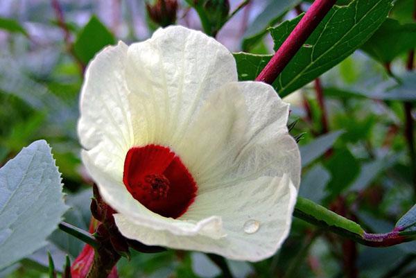 Bunga raya rosella atau bunga raya sabdariffa