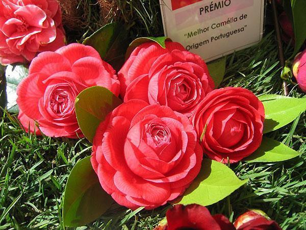 Camellia - een gast uit het zonnige Japan