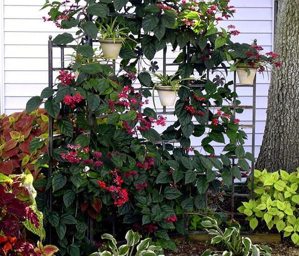 Clerodendrum on a vertical stand