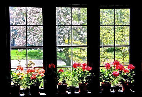 Hoa phong lữ trong nhà trên cửa sổ