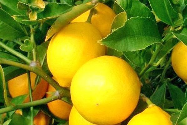 Majera citrons