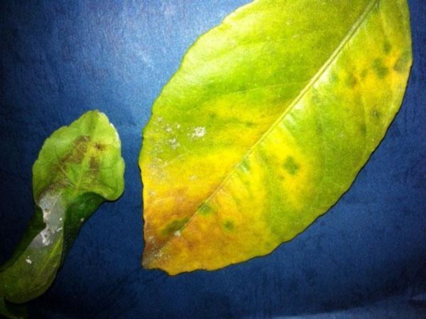 Lemon leaf with scabies