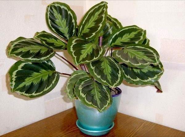 Calathea responds to proper care with a good look