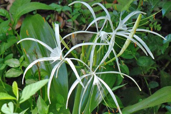 Необичайната форма на цветето хименокалис привлича погледите
