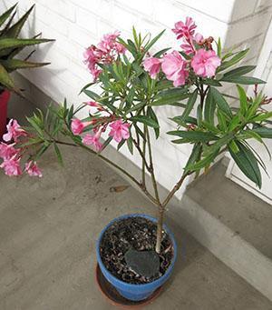 Oleander foretrekker et lyst, ventilert sted