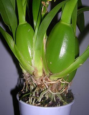 Simpodinio tipo orchidėjos dauginamos dalijant krūmą