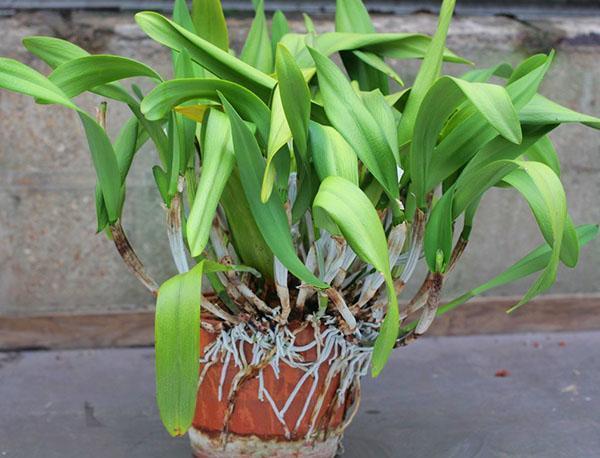 Характеристика на орхидеята са въздушните корени